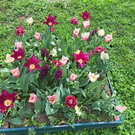 Tulipány ku 55. výročiu školy