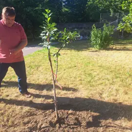 Výsadba pamätných čerešní 9.B