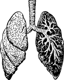 Viac ako 100 bezplatných ilustrácií na témy Pľúca a Anatómia - Pixabay