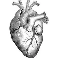 Anatomické srdce vektorové ilustrace | Veřejně dostupné vektory
