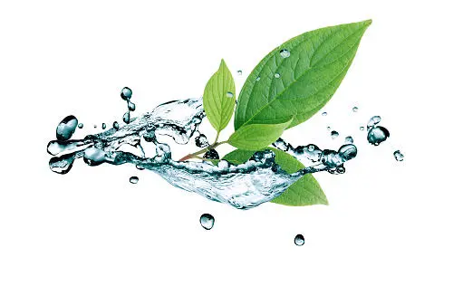 Leaf In Water Splash Stock Photo - Download Image Now - iStock